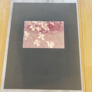 Linelle La Bonte Original Photograph Signed Flowers & Branch Baltimore Maryland